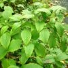 Schizophragma Corylifolium 1 Schizophragma Corylifolium -Flora Soldes Schizophragma corylifolium 0809002 1