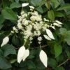 Schizophragma Hydrangeoides Windmills -Flora Soldes Schizophragma hydrangeoides Windmills 83534 1
