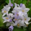 Solanum Jasminoides Bleu - Morelle Faux-jasmin 1 Solanum Jasminoides Bleu - Morelle Faux-jasmin -Flora Soldes Solanum jasminoides Bleu 83508 1