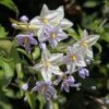 Solanum Jasminoides - Morelle Faux Jasmin -Flora Soldes Solanum jasminoides Morelle faux jasmin copyright 182781 1
