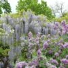 Glycine Japonaise - Wisteria Floribunda Macrobotrys De Belder -Flora Soldes Wisteria floribunda Macrobotrys De Belder 1009542 1