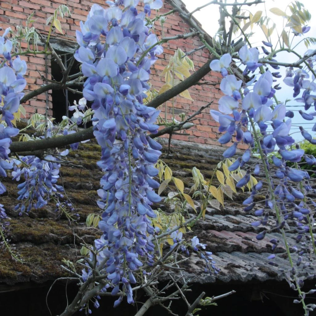 Glycine Blue Moon - Wisteria Frutescens Var. Macrostachya 3 Glycine Blue Moon - Wisteria Frutescens Var. Macrostachya