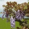 Glycine De Chine Blue Line - Wisteria Sinensis 1 Glycine De Chine Blue Line - Wisteria Sinensis -Flora Soldes Wisteria sinensis Blue line IF 17373 1