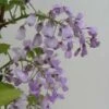 Glycine Gracieuse - Wisteria Venusta (brachybotrys) Okayama -Flora Soldes Wisteria venusta Okayama 681467 1