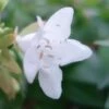 Abelia Grandiflora Francis Mason -Flora Soldes abelia francis mason 7828 1