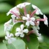 Abelia Mosanensis Monia - Abélia Parfumé -Flora Soldes abelia mosanensis monia 83903 3
