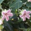 Araujia Sericifera Pink - Plante Cruelle -Flora Soldes araujia sericofera 681343 4
