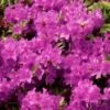 Azalée Du Japon Purple Splendor - Rhododendron Hybride -Flora Soldes azal e du japon purple splendor 1008481 1 1 1