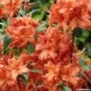 Azalée De Chine Fire Ball - Rhododendron Hybride Orange Vif -Flora Soldes azalee fireball 781686 1