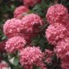 Azalée De Chine Homebush - Rhododendron Hybride -Flora Soldes azalee homebush 781687 1