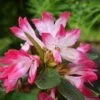 Azalée Japonaise - Azalea Japonica Izumi No Mai -Flora Soldes azalee japonaise azalea japonica izumi no mai v 16570 1