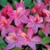 Azalée De Chine Jolie Madame - Rhododendron Hybride -Flora Soldes azalee jolie madame 781688 1