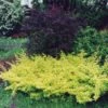 Berberis Thunbergii Golden Carpet - Epine-vinette -Flora Soldes berberis thunbergii golden carpet 83960 2