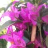 Bougainvillier Glabra Sanderiana -Flora Soldes bougainvillee glabra sanderiana 87011 1