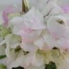 Bougainvillier Spectabilis Blanc-rose 1 Bougainvillier Spectabilis Blanc-rose -Flora Soldes bougainvillee spectabilis blanc rose 87005 3