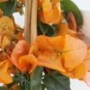 Bougainvillier Spectabilis Orange 1 Bougainvillier Spectabilis Orange -Flora Soldes bougainvillee spectabilis orange 87007 3