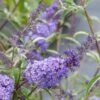 Buddleia Davidii Nanho Blue - Arbre Aux Papillons Nain -Flora Soldes buddleia davidii nanho blue 80060 2