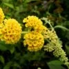 Buddleia Weyeriana Sungold - Arbre Aux Papillons -Flora Soldes buddleia wayeriana sungold 9603 1 1