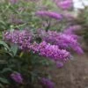 Buddleja Davidii Argus Velvet -Flora Soldes buddleja davidii argus velvet 86142 3