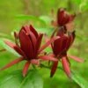 Calycanthus Floridus - Arbre Aux Anémones -Flora Soldes calycanthus floridus 9656 4