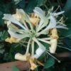 Chèvrefeuille Scentsation - Lonicera Periclymenum -Flora Soldes chevrefeuille scentsation 771540 1