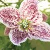 Clématite - Clematis Cirrhosa Freckles -Flora Soldes clematis cirrhosa freckles 771570 1