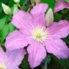 Clématite - Clematis Comtesse De Bouchaud -Flora Soldes clematis comtesse de bouchaud 67861 1