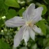 Clématite - Clematis Jackmanii Alba -Flora Soldes clematis jackmanii alba 81380 1
