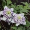 Clématite - Clematis Viennetta -Flora Soldes clematis viennetta 89693 1