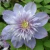 Clématite - Clematis Blue Light 1 Clématite - Clematis Blue Light -Flora Soldes clematite Blue Light 681372 1