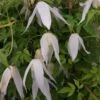 Clématite - Clematis Macropetala Broughton Bride -Flora Soldes clematite Broughton Bride 681486 1