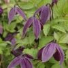 Clématite - Clematis Brunette -Flora Soldes clematite Brunette 681483 1