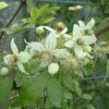 Clématite - Clematis Tangutica Grace -Flora Soldes clematite Grace 681490 1