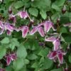 Clématite - Clematis Jan Fopman -Flora Soldes clematite Jan Fopma 681434 1