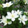 Clématite - Clematis Baby Star -Flora Soldes clematite baby star 681526 3