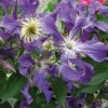 Clématite - Clematis Blue Pirouette -Flora Soldes clematite blue pirouette 67807 1