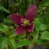 Clématite - Clematis Cirrhosa Lansdowne Gem -Flora Soldes clematite cirrhosa lansdown gem 681367 1