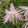 Clématite - Clematis Country Rose 1 Clématite - Clematis Country Rose -Flora Soldes clematite country rose 681388 1