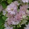 Clématite - Clematis Dancing Queen -Flora Soldes clematite dancing queen 681370 2