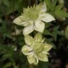Clématite - Clematis Florida Alba Plena 2 Clématite - Clematis Florida Alba Plena -Flora Soldes clematite florida alba plena 681432 1