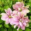 Clématite - Clematis Princesse Alexandra -Flora Soldes clematite princess alexandra 681392 1