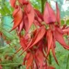 Clianthus Puniceus Kaka King - Pince De Homard -Flora Soldes clianthus puniceus kaka king 85290 1