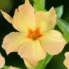 Dipladenia Diamantina Emerald Amber Star -Flora Soldes dipladenia diamantina emerald amber star if 19667 1