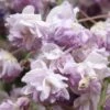 Glycine Du Japon - Wisteria Floribunda Violacea Plena (Black Dragon) -Flora Soldes glycine wisteria floribunda violacea plena ld cliff 771621 1