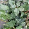 Lierre De Colchide - Hedera Colchica Arborescens (Fall Favorite) -Flora Soldes hedera colchica arborescens fall favorite 20cm en pot de3l 86129 1