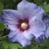 Hibiscus Syriacus Oiseau Bleu (Marina) - Althéa Bleu -Flora Soldes hibiscus oiseau bleu 7849 1