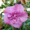 Hibiscus Syriacus Magenta Chiffon - Althea Double Rose Pourpre Vif -Flora Soldes hibiscus syriacus magenta chiffon 83145 1
