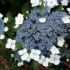 Hortensia - Hydrangea Serrata Blue Bird -Flora Soldes hortensia blue bird 67818 1 1
