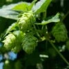 Houblon Vert - Humulus Lupulus Magnum 2 Houblon Vert - Humulus Lupulus Magnum -Flora Soldes humulus lupulus magnum 66835 2 1