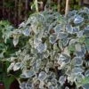 Hortensia Grimpant - Hydrangea Petiolaris Silver Lining -Flora Soldes hydrangea petiolaris silver lining 813003 3